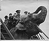 Photo - George Albert Braham\George Albert  - Elephant3 - Whipsnade