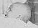 Betty Diana JACOBS